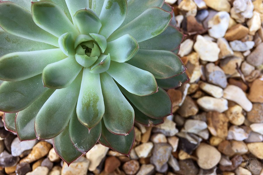 Aesthetic Features Aesthetic Features