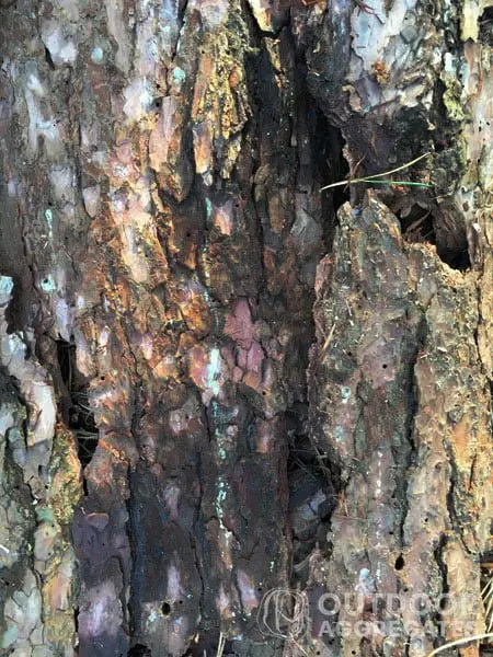  Pine bark texture of a tree