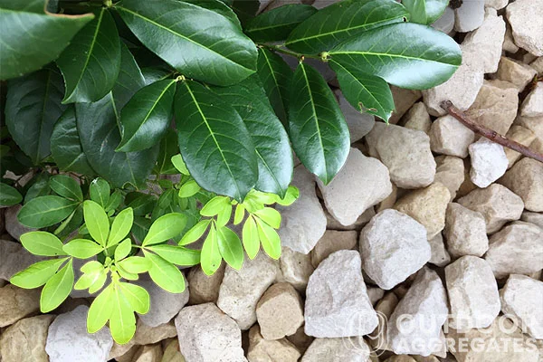  Buff chips under garden leaves