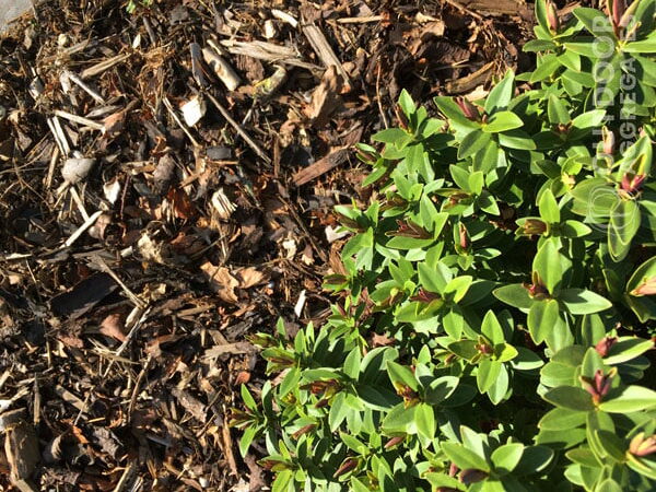  Close up of wooden chippings used as garden mulch e1774784887372