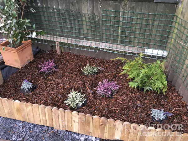 Young plants growing in a wood chip garden border