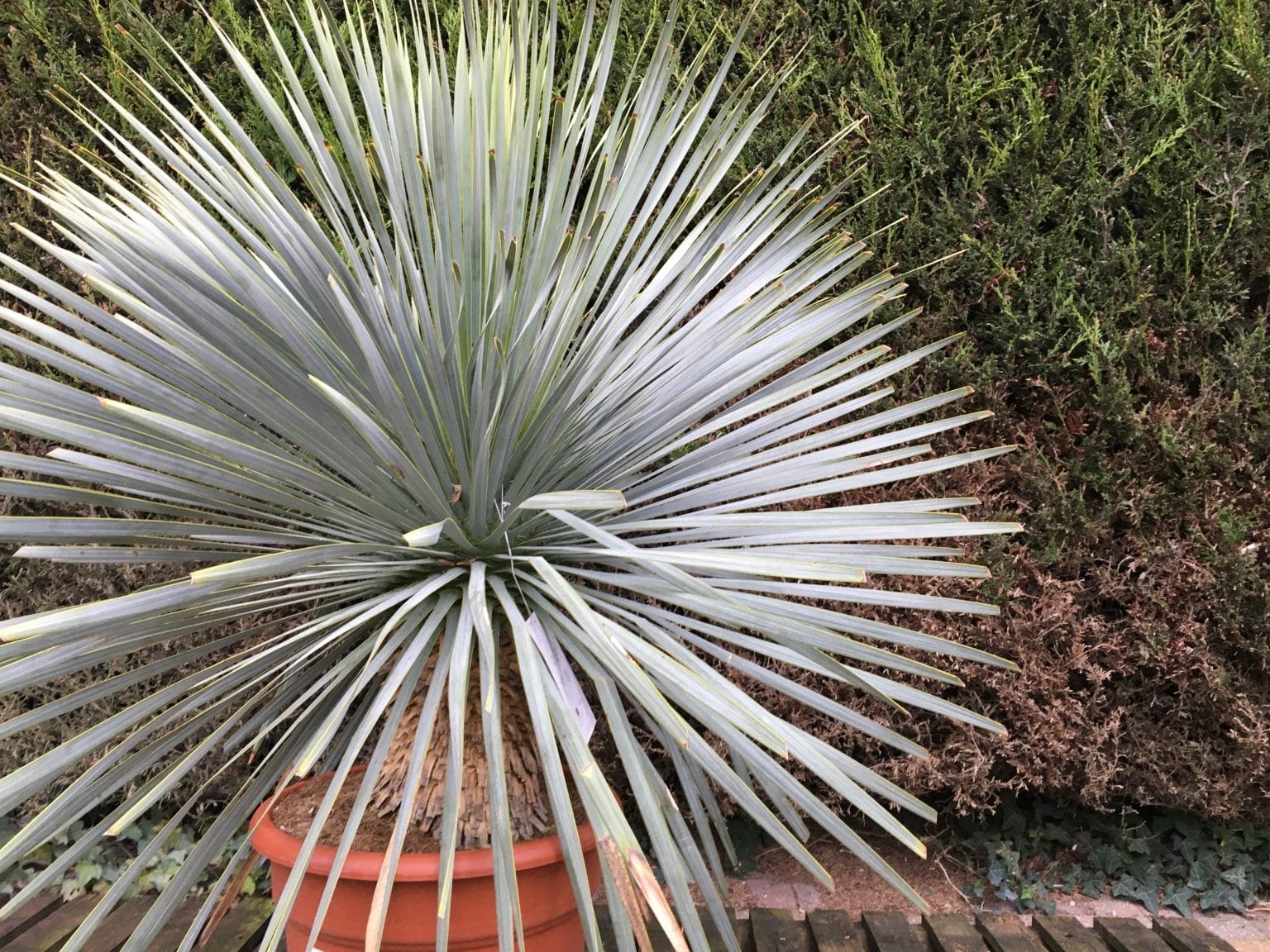 Wood Chip Path Essentials: Primer for Planning a DIY Path