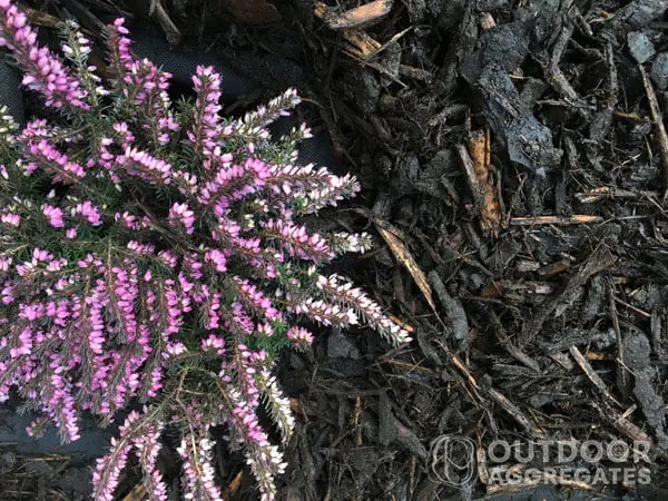  Shredded bark mulch around heather
