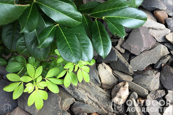 Word2 grey slate chippings Grey slate chippings - image 2