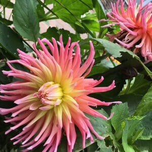 Lightweight Roof Garden Soil