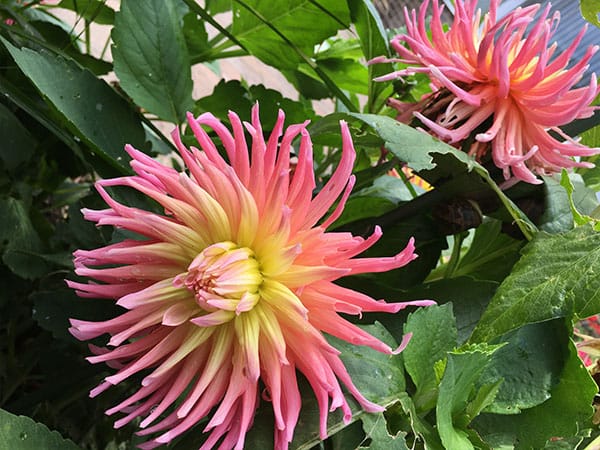 Word3 lightweight roof garden soil Lightweight roof garden soil