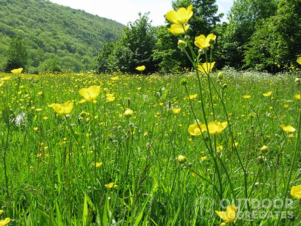 Word1 low fertility topsoil Low fertility topsoil