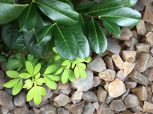 Word1 rose quartz gravel Rose quartz gravel - image 4