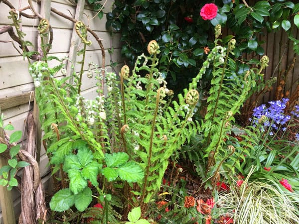 Word3 john innes no. 3 John innes no. 3 compost - image 4