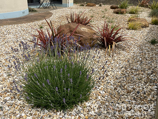 Shingle-with-sandstone-boulders-and-lavender